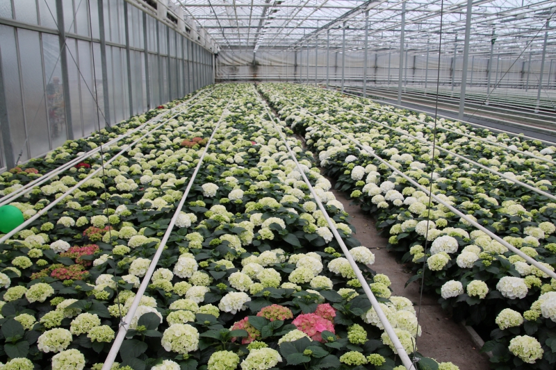 pepiniere-ANTIBES-min_nursery-hydrangea-white-flowers-greenhouse-flower-1609210-pxhere.com